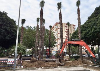 La replantación de palmeras en el Gamonal solo eliminará cuatro plazas de aparcamiento