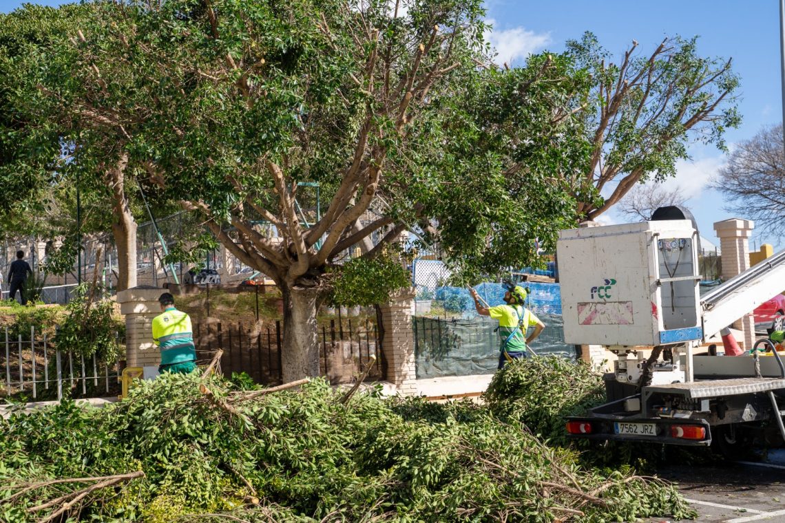 Continúan las labores del plan de poda impulsado por el área de Parques y Jardines