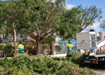 Continúan las labores del plan de poda impulsado por el área de Parques y Jardines 