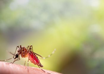 Benalmádena, en riesgo medio frente a la transmisión de Fiebre del Nilo