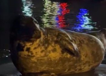 Encuentran una foca gris en la playa de Fuente de la Salud