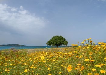 Málaga tendrá una primavera leve para los alérgicos