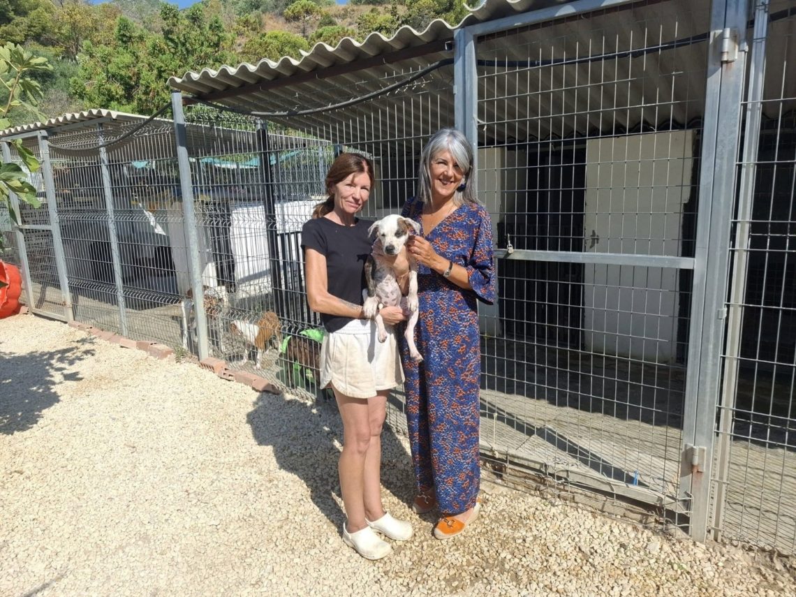 Benalmádena y Fidelio trabajan para que los animales acogidos encuentren un hogar en un año