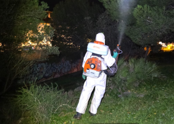 Benalmádena refuerza los tratamientos fitosanitarios para combatir la procesionaria y el picudo rojo